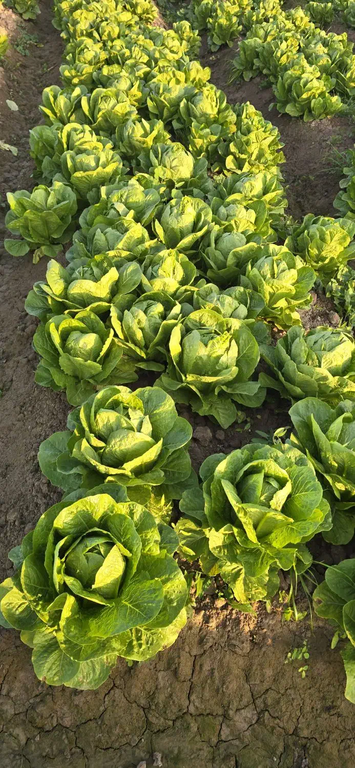 کاهو|خوردنی و آشامیدنی|حمیدیه, |دیوار