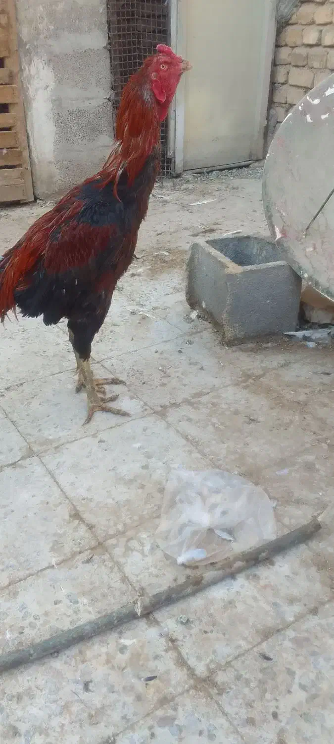 خروس لاری|حیوانات مزرعه|خمینیشهر, |دیوار