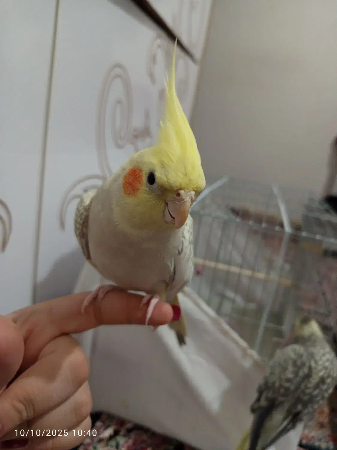 عروس هلندی طلایی|پرنده|سراب, |دیوار