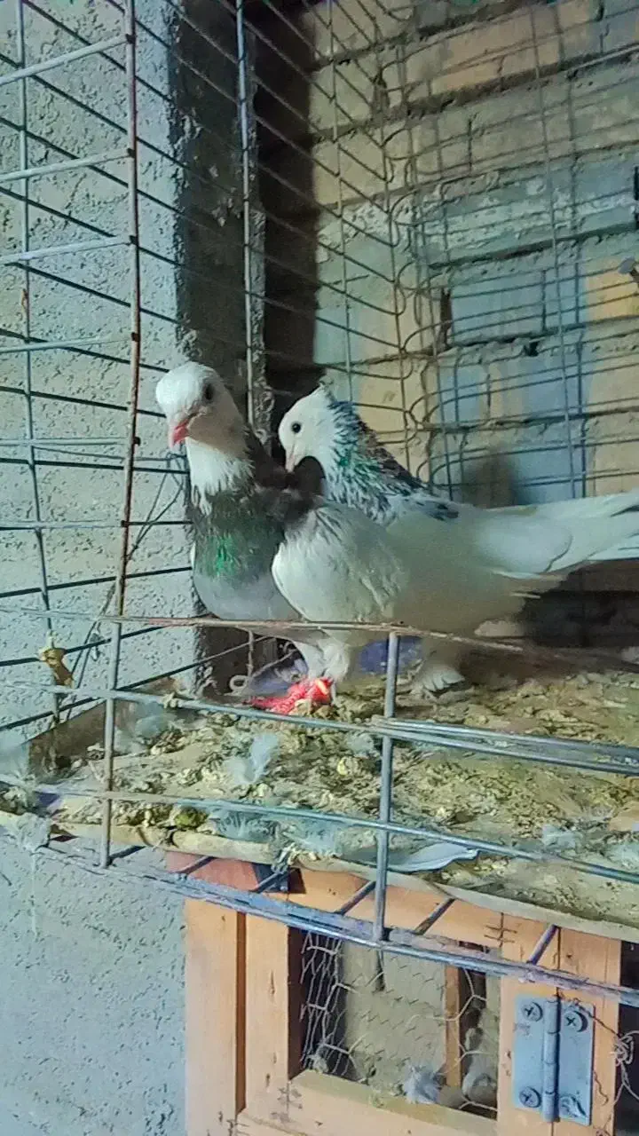 تعدادی کبوتر زیبا|پرنده|دلند, |دیوار