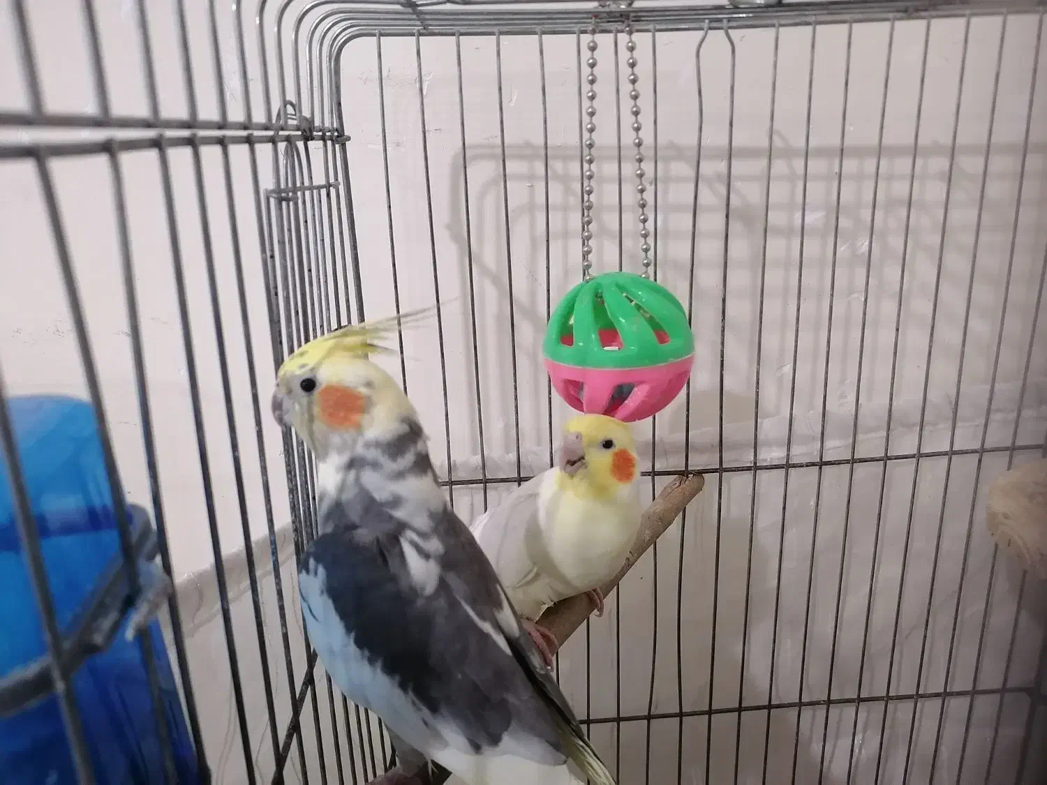 4 عدد عروس هلندی جوان و اهلی شده|پرنده|اندیشه, اندیشه فاز ۱|دیوار