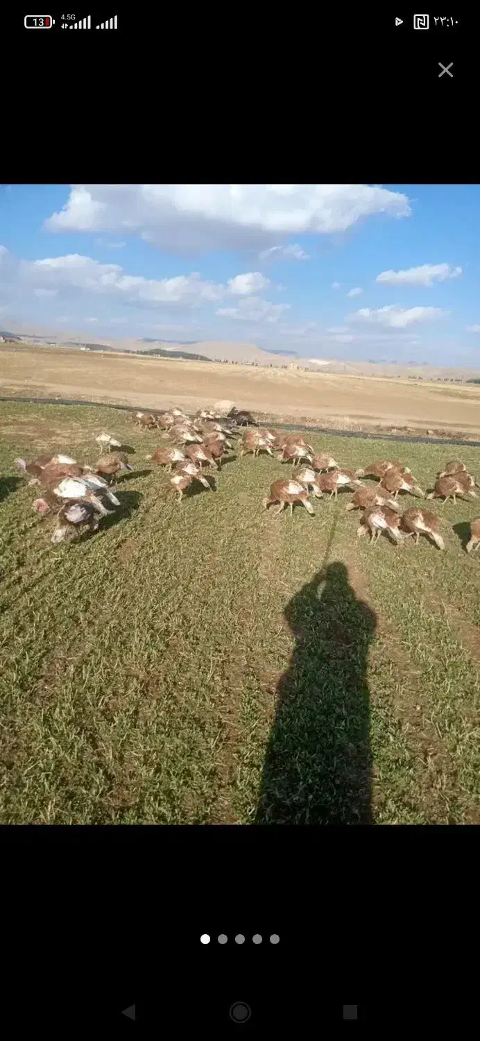 محلی بوقلمون|حیوانات مزرعه|کاکاوند, |دیوار