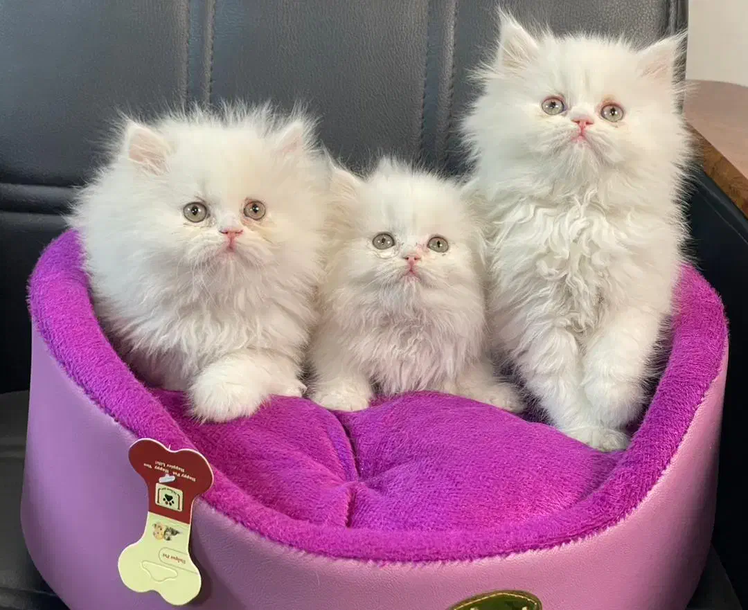 بچه گربه های کیوت و زیبا|گربه|اصفهان, خلجا|دیوار