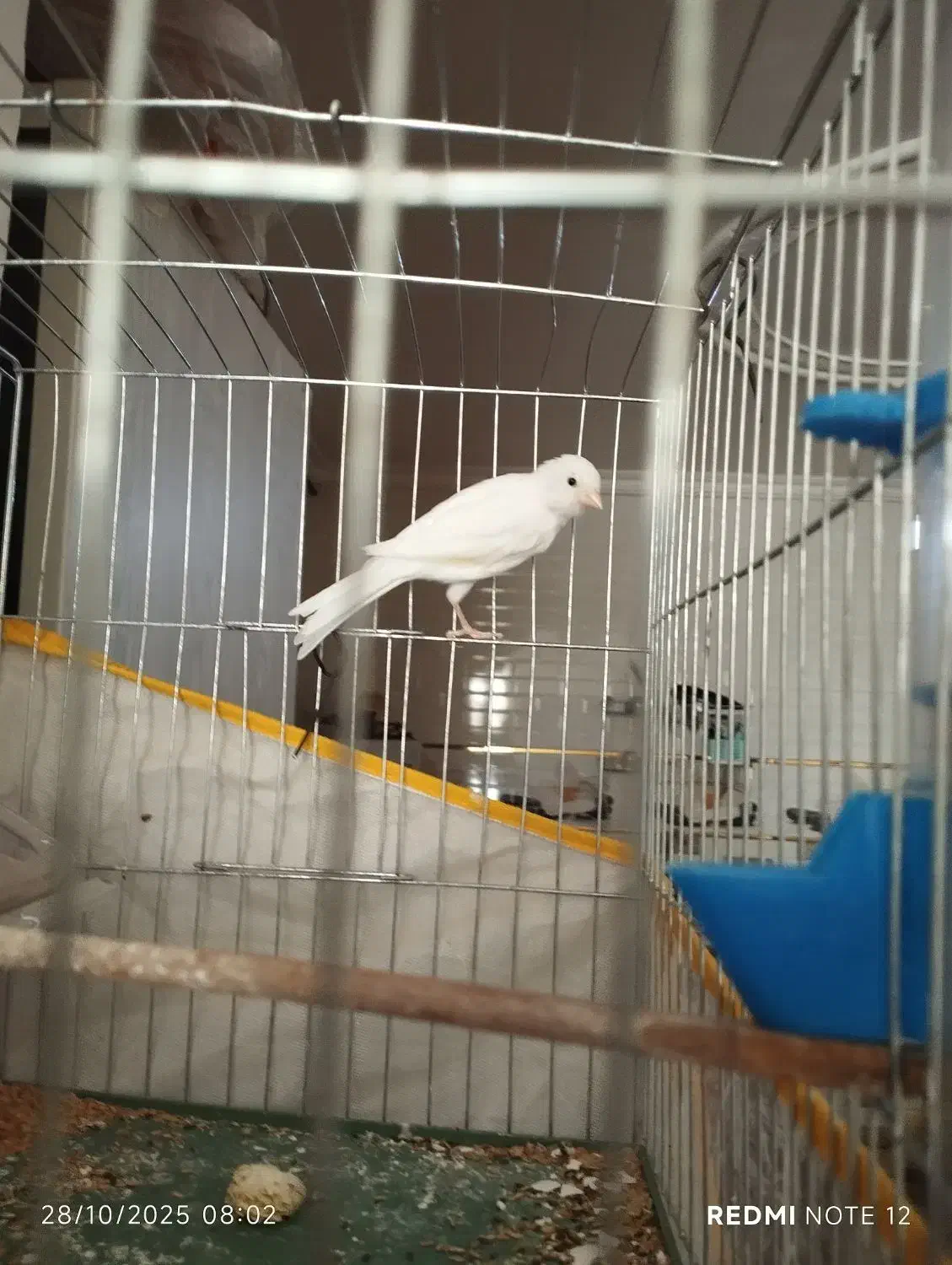 قناری نر|پرنده|ششده و قره بلاغ, |دیوار