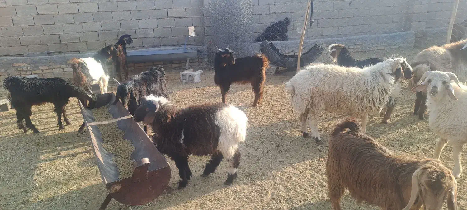 فروش حدود ۱۲ راس کهره نر و ماده|حیوانات مزرعه|حنا, |دیوار