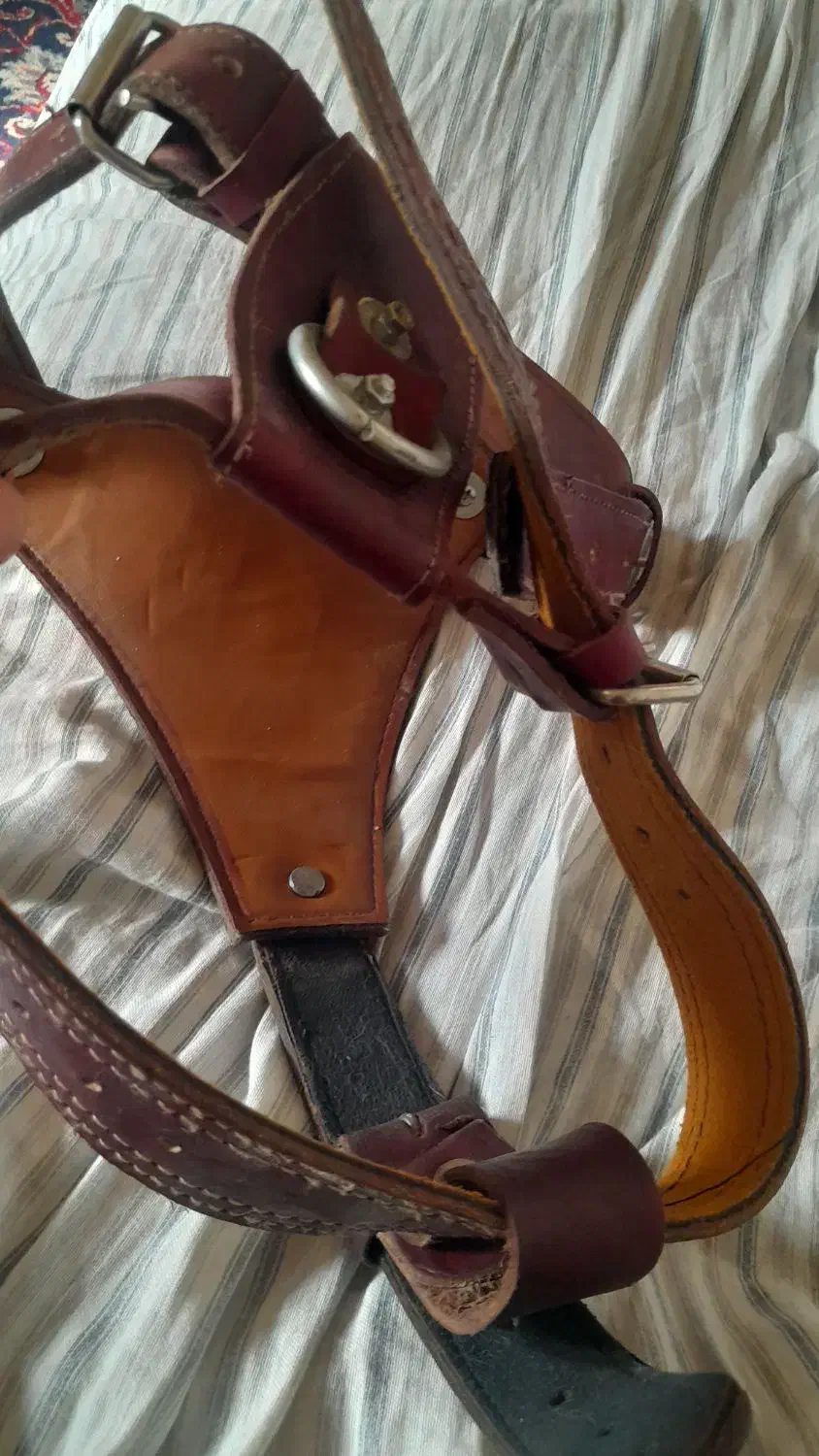 سینه بند و قلاده سگ|لوازم جانبی حیوانات|اراک, |دیوار