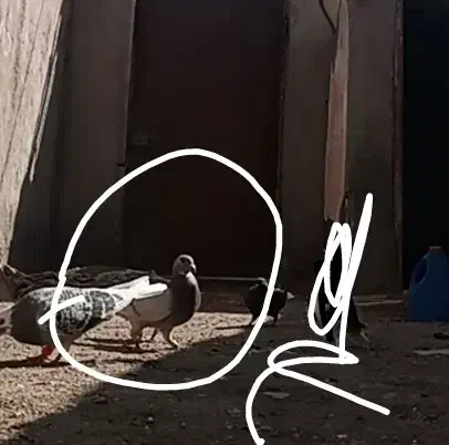 کبوتر|پرنده|فیروزه, |دیوار