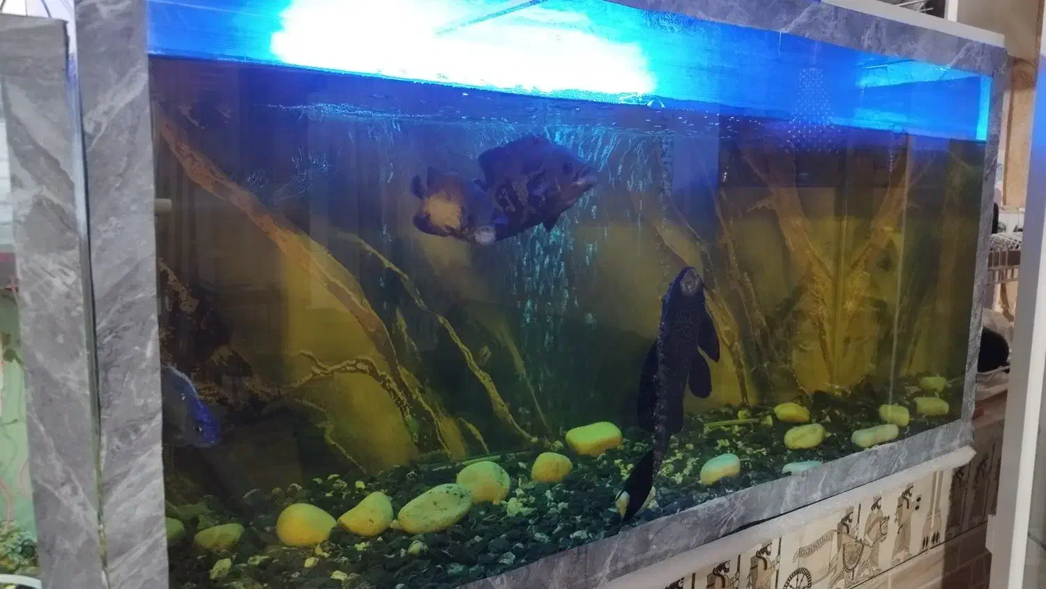 دوعدد آکواریوم معاوضه با طوطی ملنگو|ماهی|کرمان, |دیوار