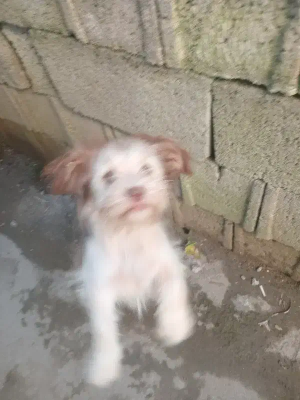 سگ پاکوتا شیتزو|سگ|تنکابن, |دیوار