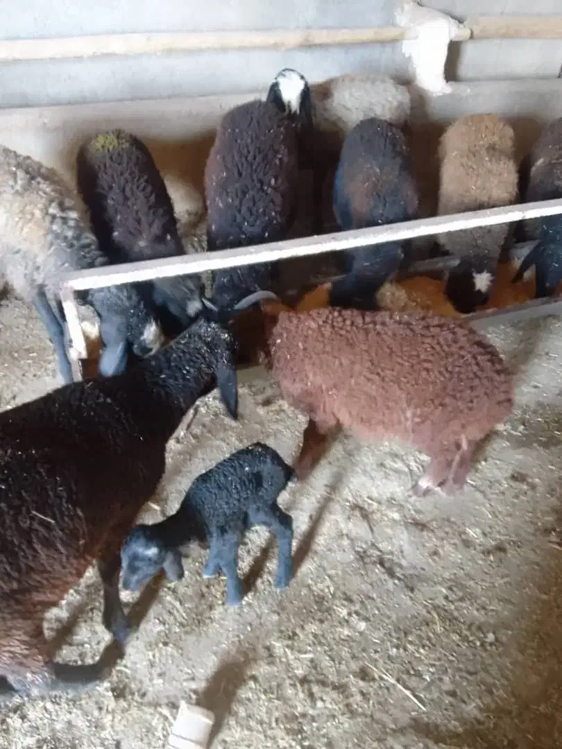 میش وبره|حیوانات مزرعه|کوهسار (البرز), |دیوار