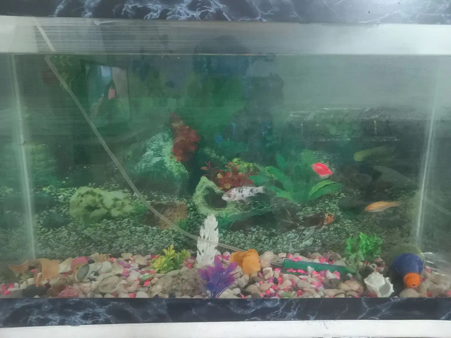 آکواریوم به همراه ماهی ها و پایه|ماهی|مشهد, مهدی آباد (بلوار توس)|دیوار