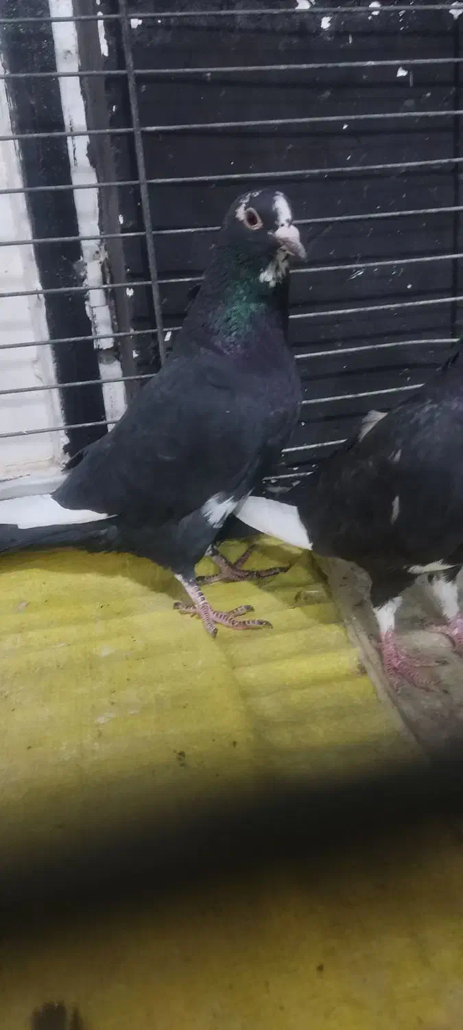 جفت پلنگ|پرنده|زرند, |دیوار