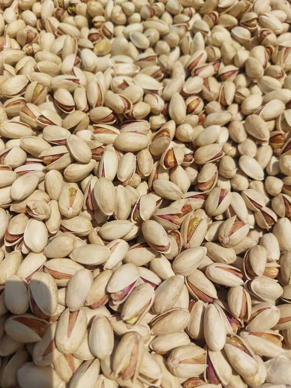 فروش عمده پسته|خوردنی و آشامیدنی|رشت, نظری|دیوار