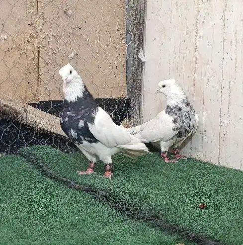 طوقی زرین و الماسی صربی|پرنده|شاهینشهر, عطار|دیوار