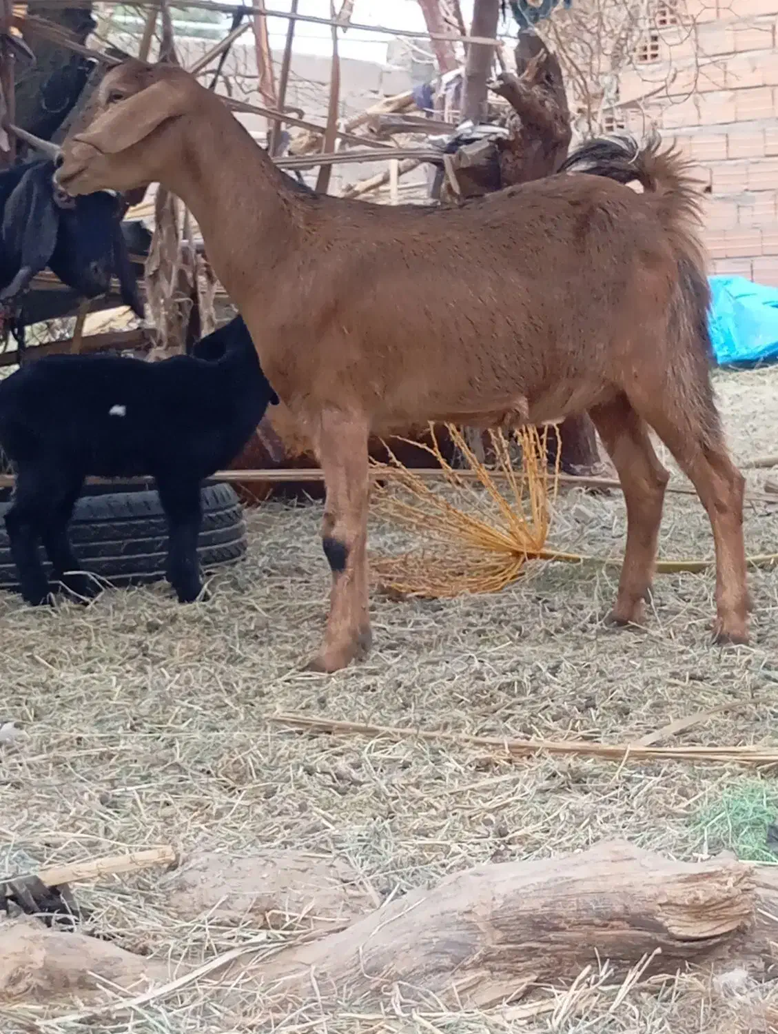 گیسه رشتی اوست نژاد دوقلو فروشی|حیوانات مزرعه|بم, |دیوار