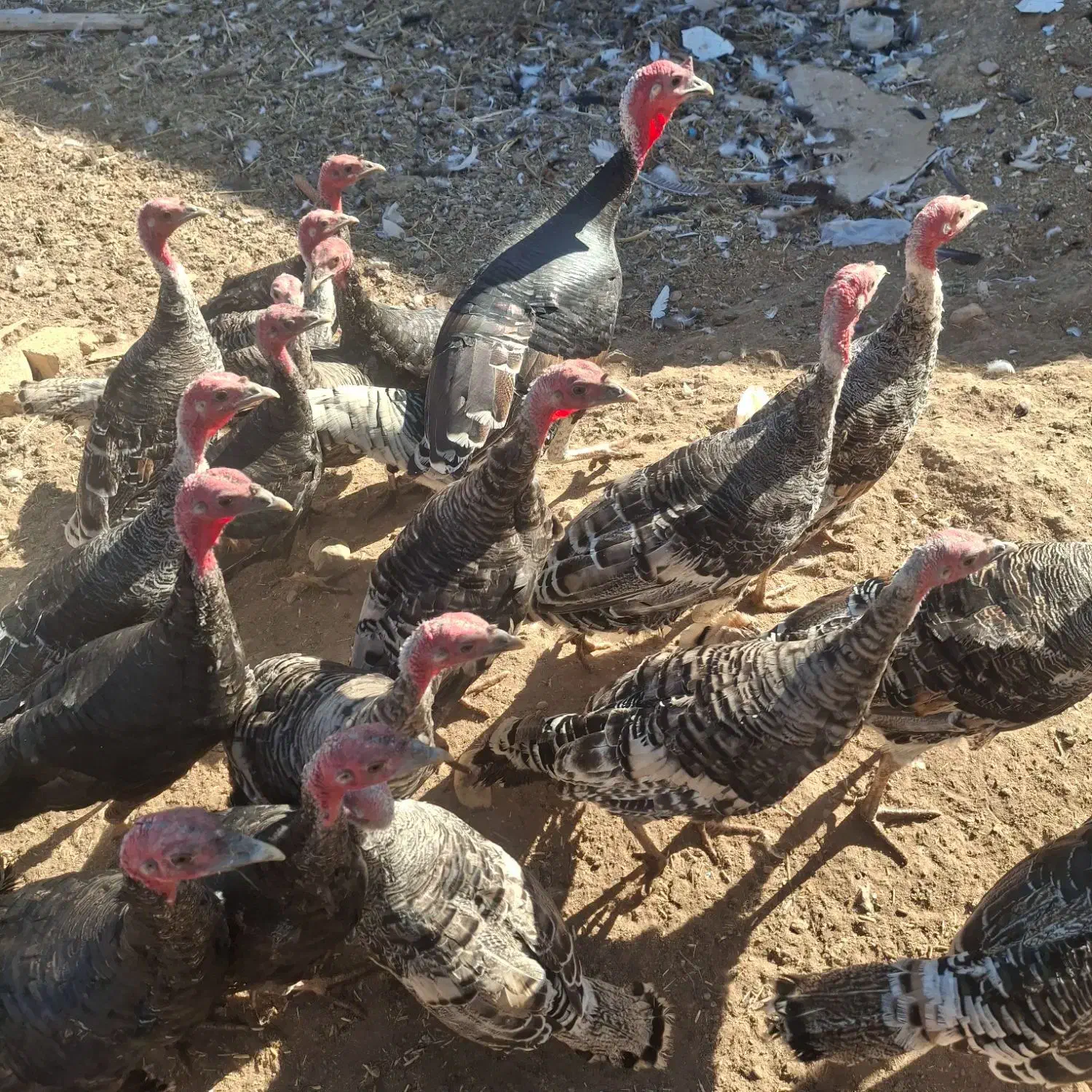 بوقلمون|حیوانات مزرعه|کرج, گلشهر|دیوار