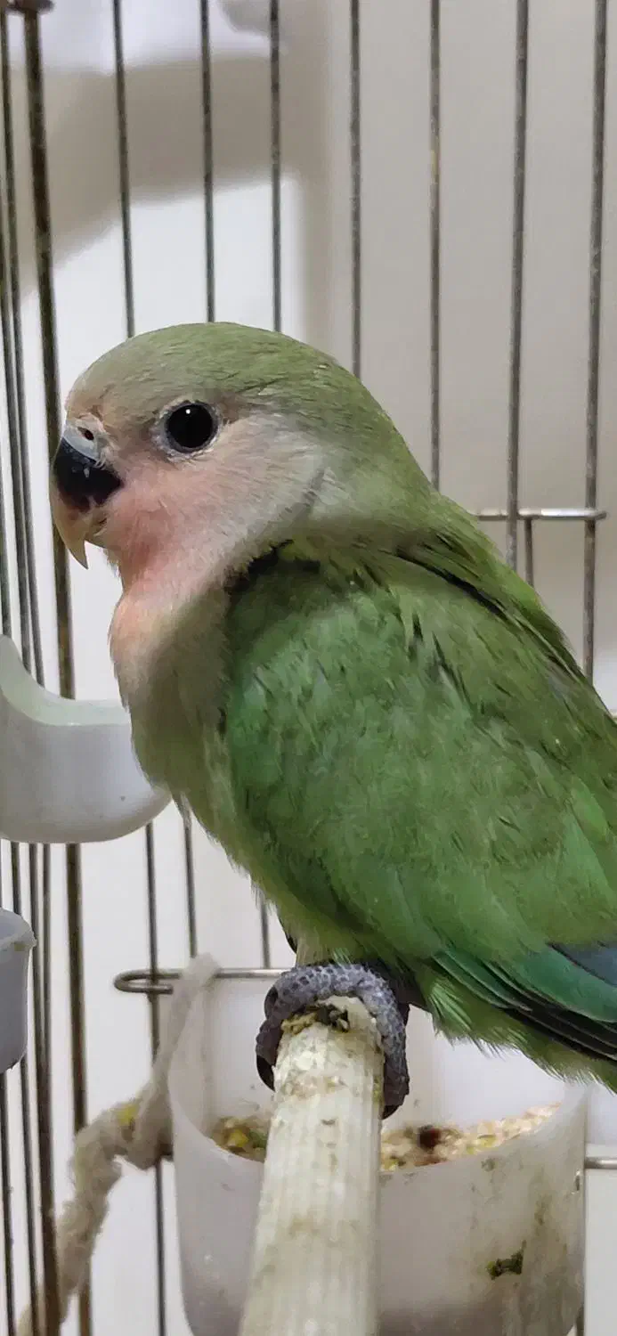 خانواده طوطی برزیلی (جفت+۴جوجه+تخم جدید)|پرنده|تهران, طرشت|دیوار