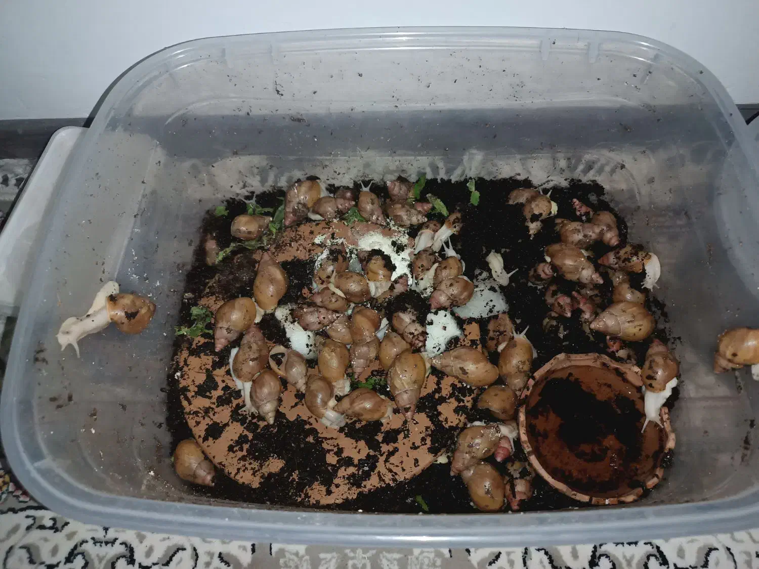 حلزون|خزنده|اصفهان, ارزنان|دیوار