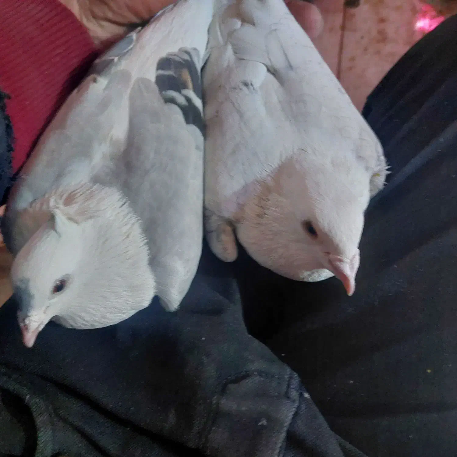 فروشی کبوتر پشتی آلمانی|پرنده|خرم بید, |دیوار