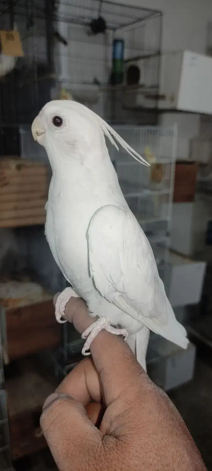 عروس هلندی نر دوکت آلبینو دستی و نر لوتینو ۱ ساله|پرنده|لار, |دیوار