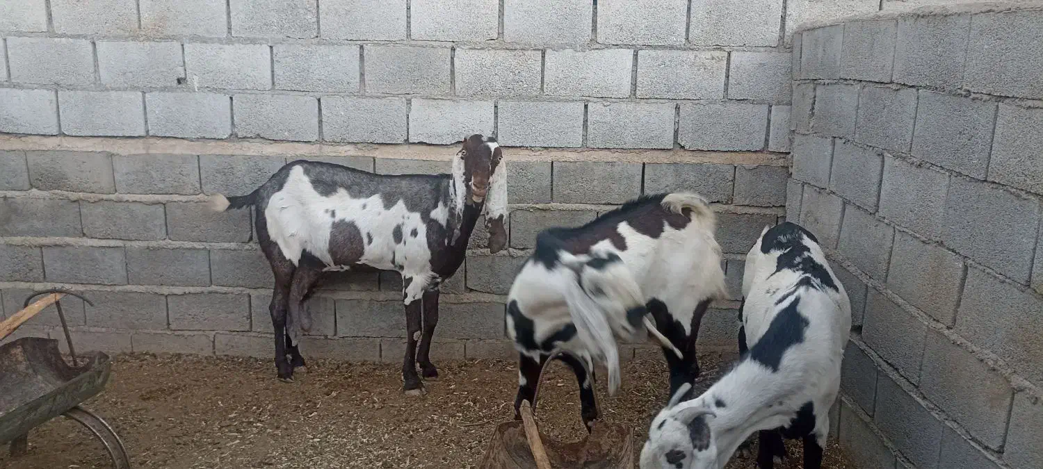 بز بیتال پنجابی|حیوانات مزرعه|جنت, |دیوار