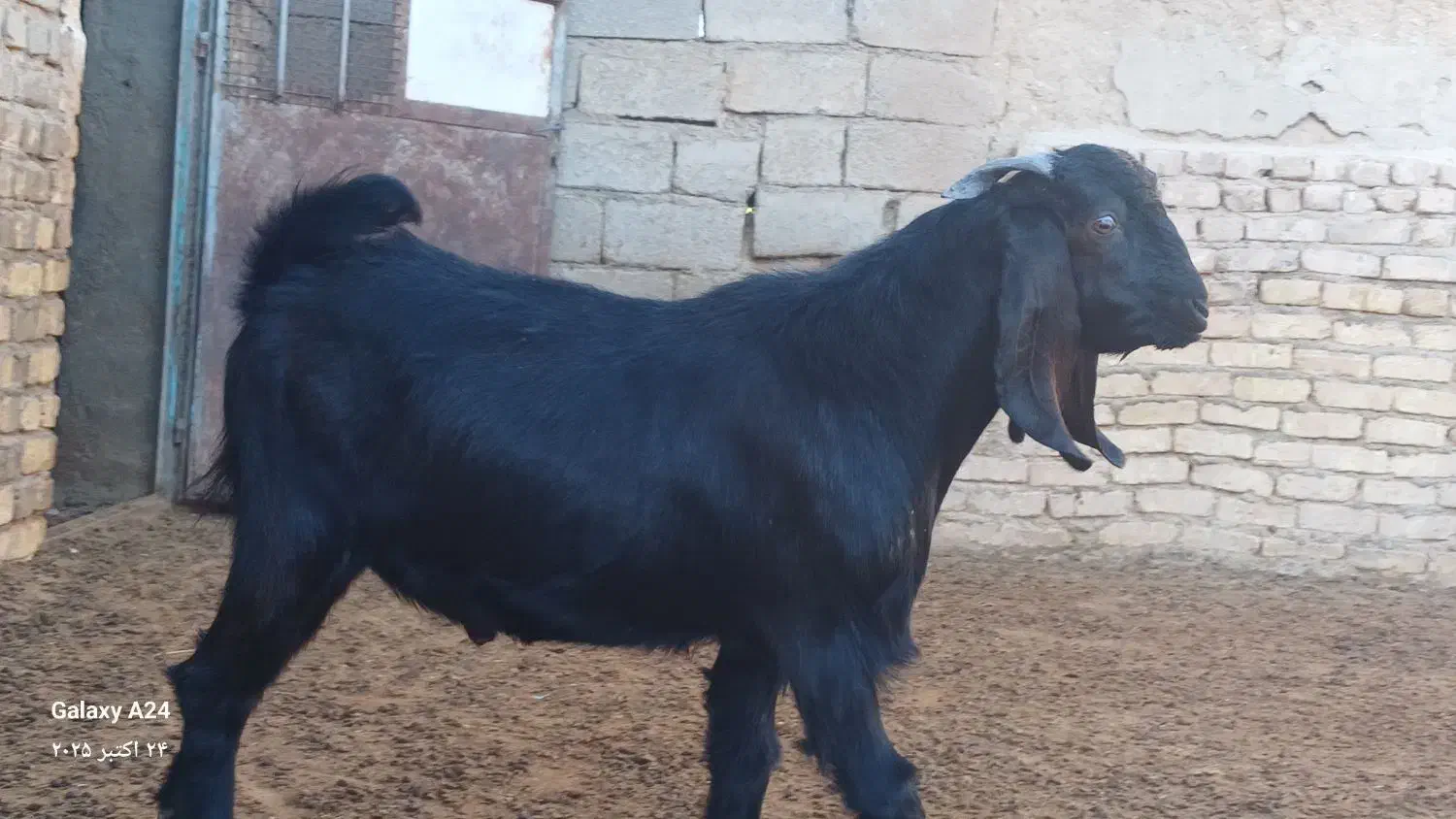 بزغاله نر|حیوانات مزرعه|فرمهین, |دیوار