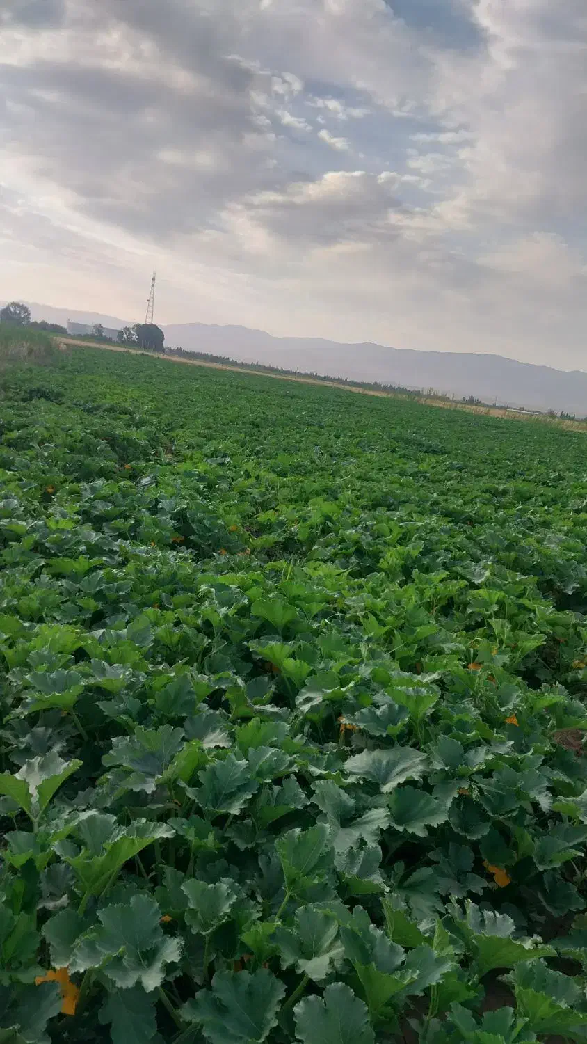 اجاره زمین زراعی یک هکتار با حق اب|اجارهٔ دفتر صنعتی، کشاورزی، تجاری|سراب, |دیوار