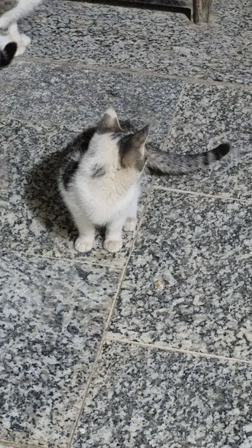 واگذاری رایگان تعدادی گربه|گربه|خمینیشهر, |دیوار