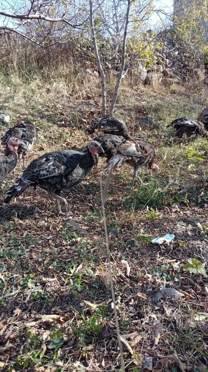 بوقلمون|پرنده|مشگین شهر, |دیوار