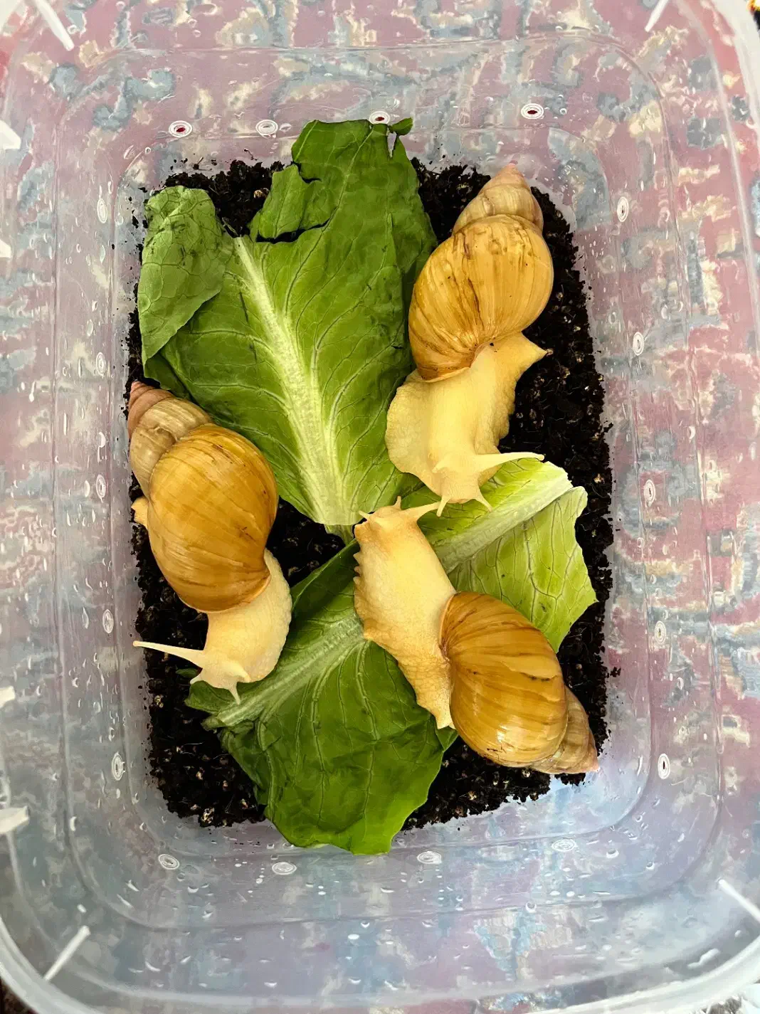 حلزون|خزنده|خرم بید, |دیوار