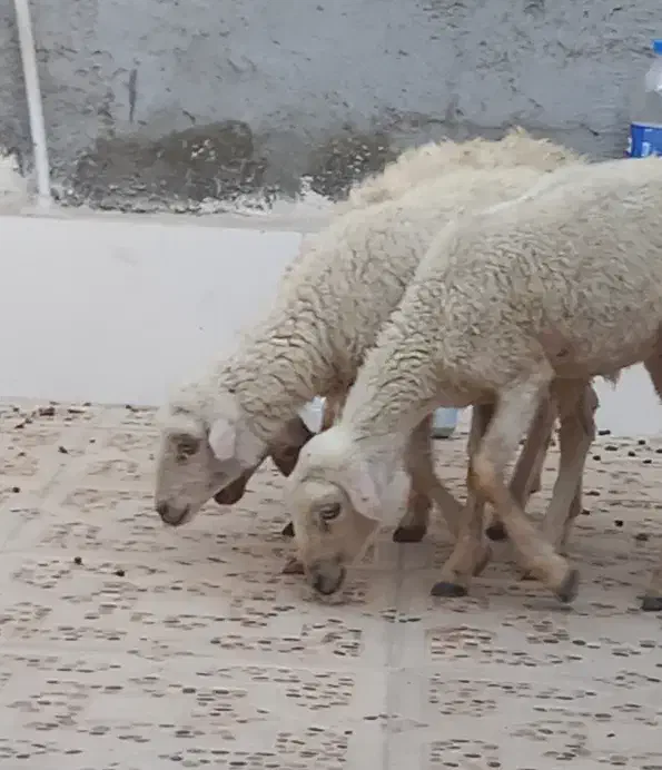 3تا بره ماده مخصوص داشت درخونه پرواری کبابی|حیوانات مزرعه|بندرعباس, |دیوار