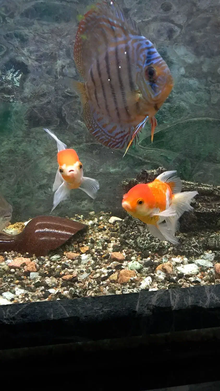 ماهی وآکواریوم|ماهی|تبریز, |دیوار