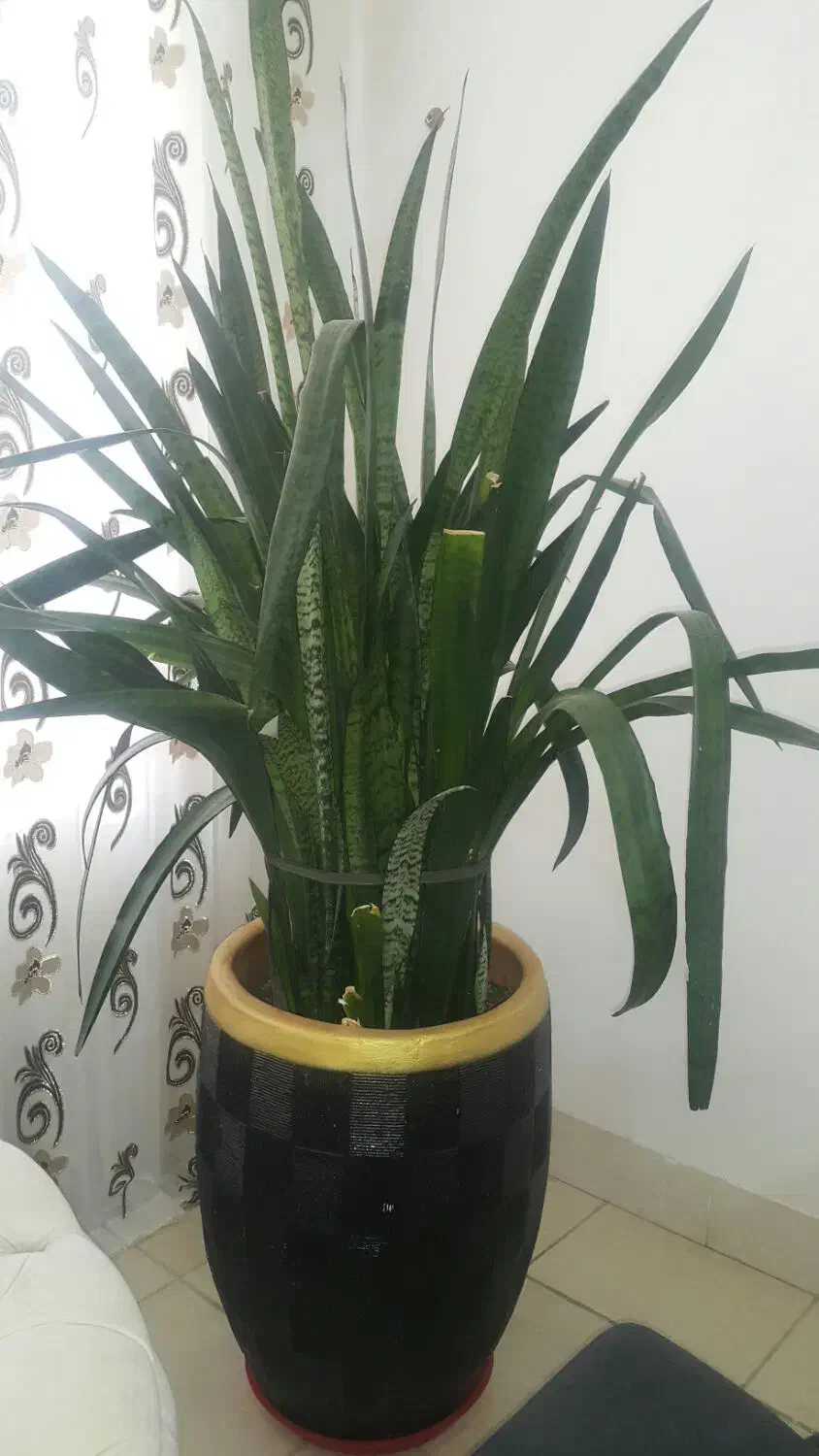 گل سانسوریا|گل و گیاه طبیعی|چرداول, |دیوار