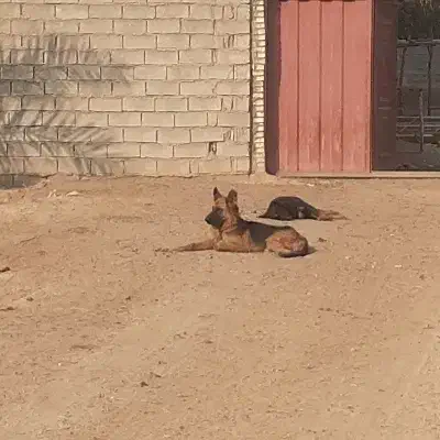 ژرمن ماده|سگ|باوی, |دیوار