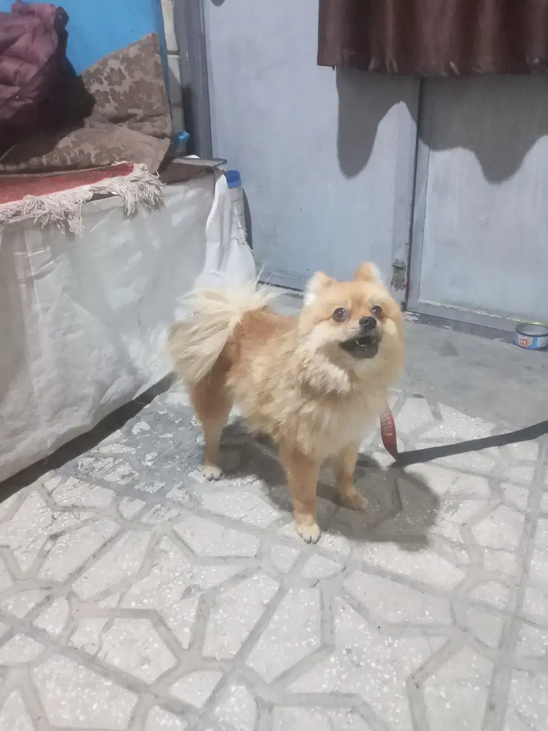 سگه فایبرروباهی|سگ|الیگودرز, |دیوار