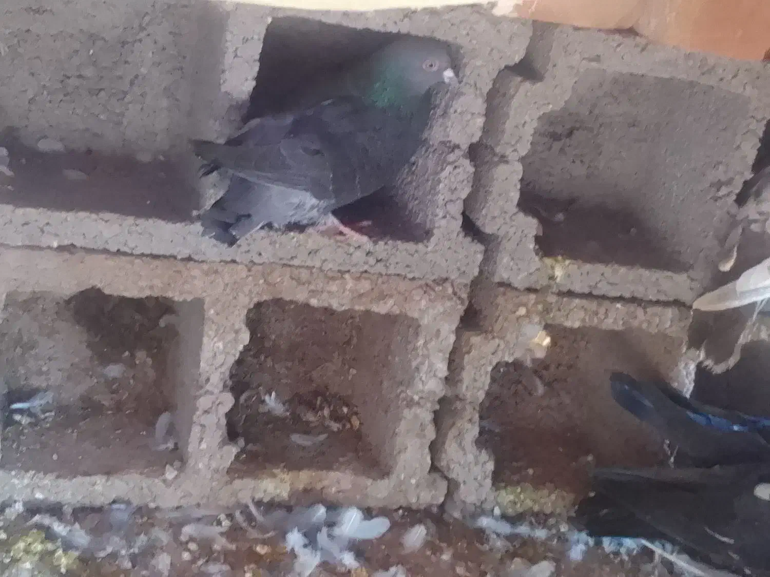 8عدد کفتر|پرنده|زرند, |دیوار