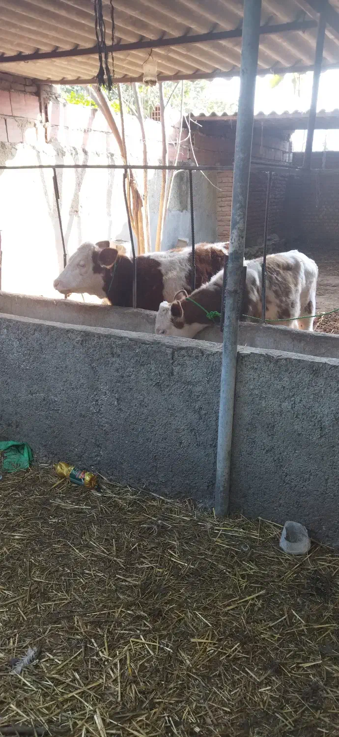 فروش گوساله سمیتال|حیوانات مزرعه|گلوگاه, |دیوار