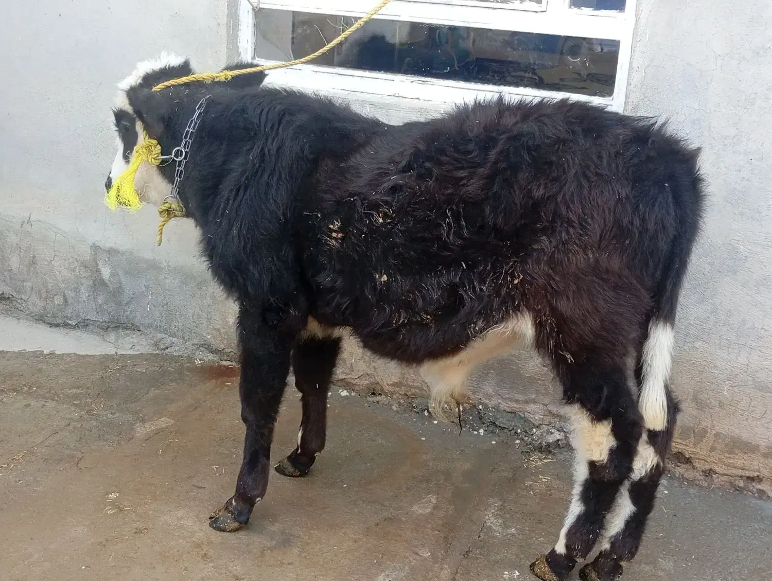 گوساله|حیوانات مزرعه|بیستون, |دیوار