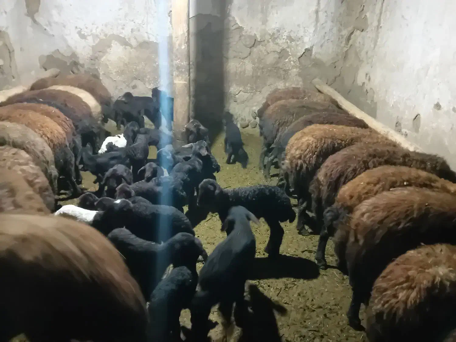 گوسفند بره دار افشار|حیوانات مزرعه|انگوران, |دیوار