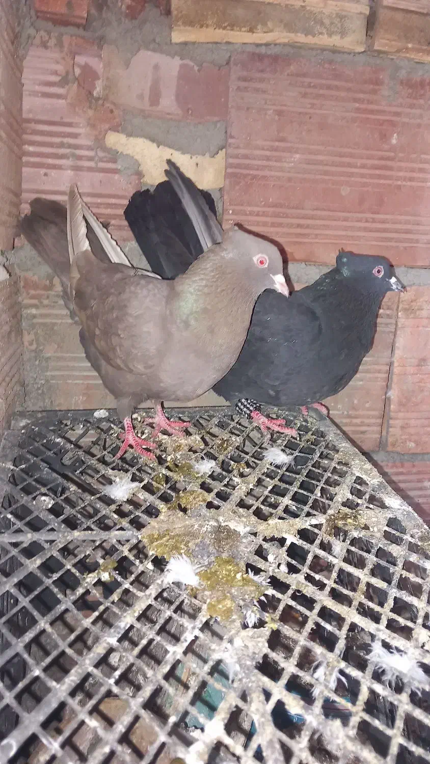 کفتر|پرنده|مریوان, |دیوار