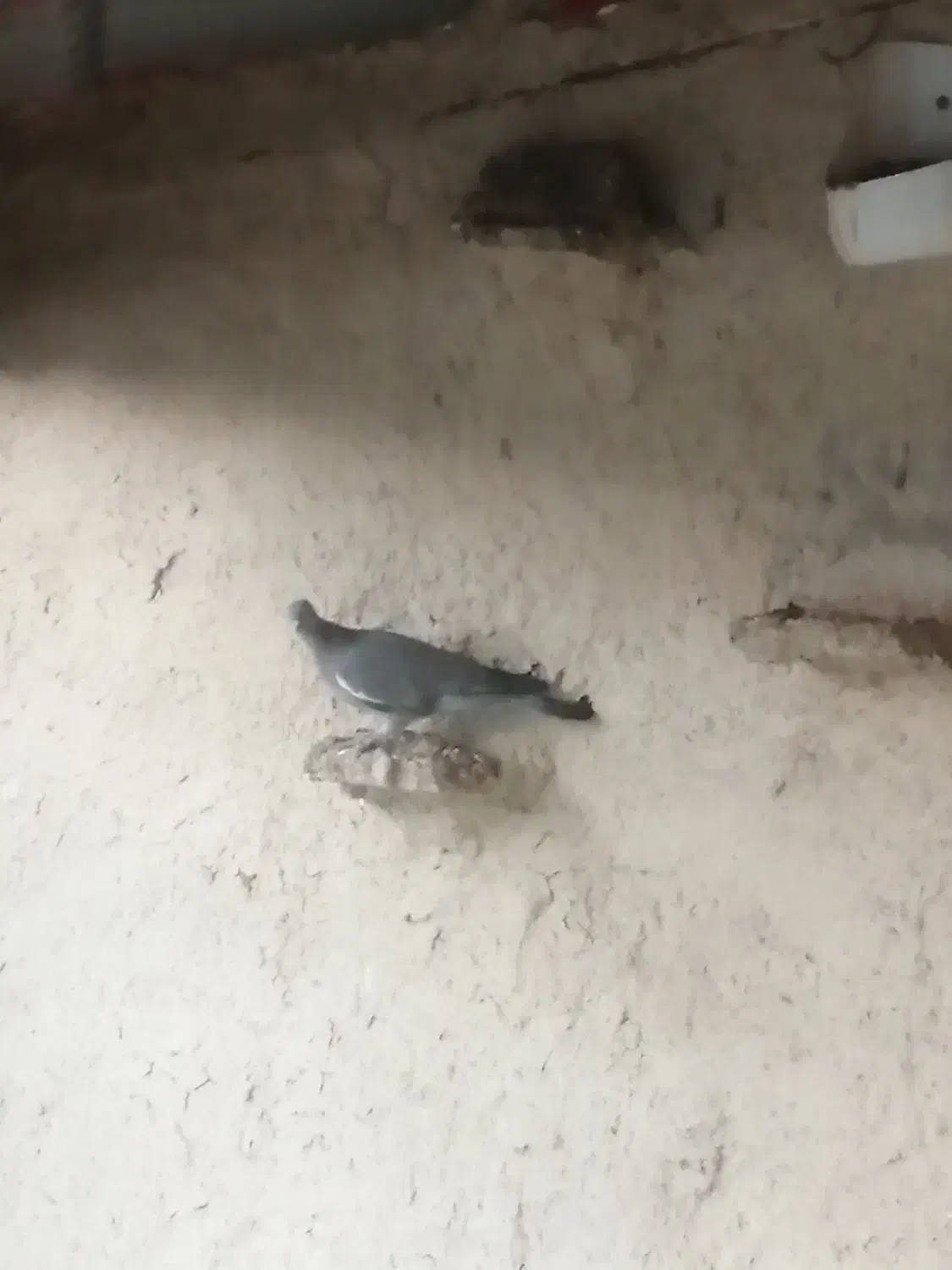 کبوتر کنگ اسپی نرو ماده و درشت|پرنده|برازجان, |دیوار