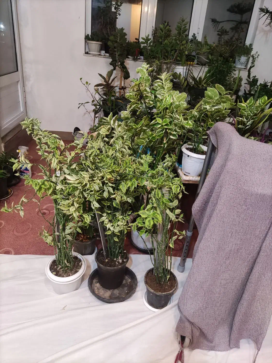 شال پفکی و گل|لباس|مرند, |دیوار