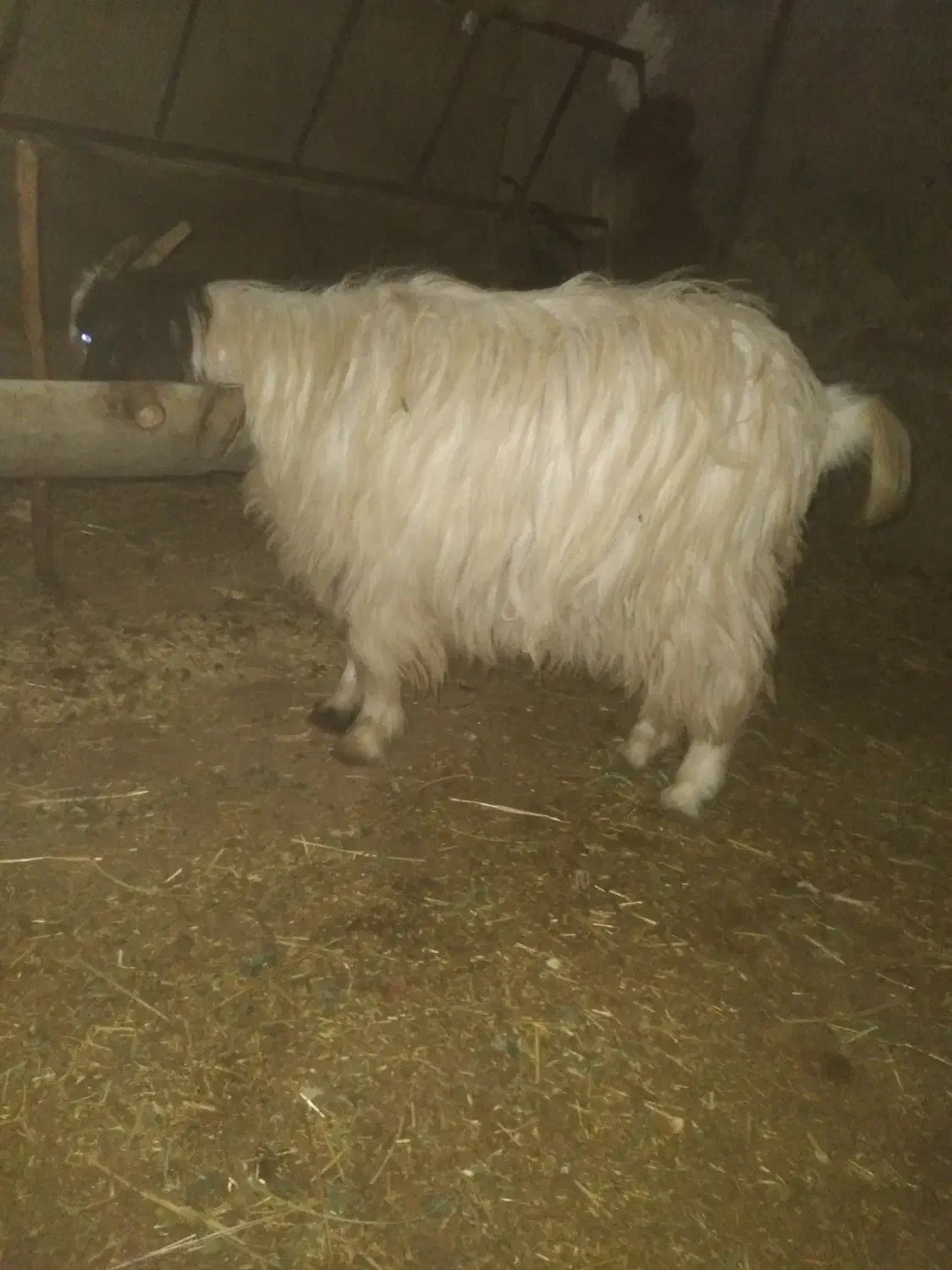 بزغاله و بره|حیوانات مزرعه|کبودرآهنگ, |دیوار