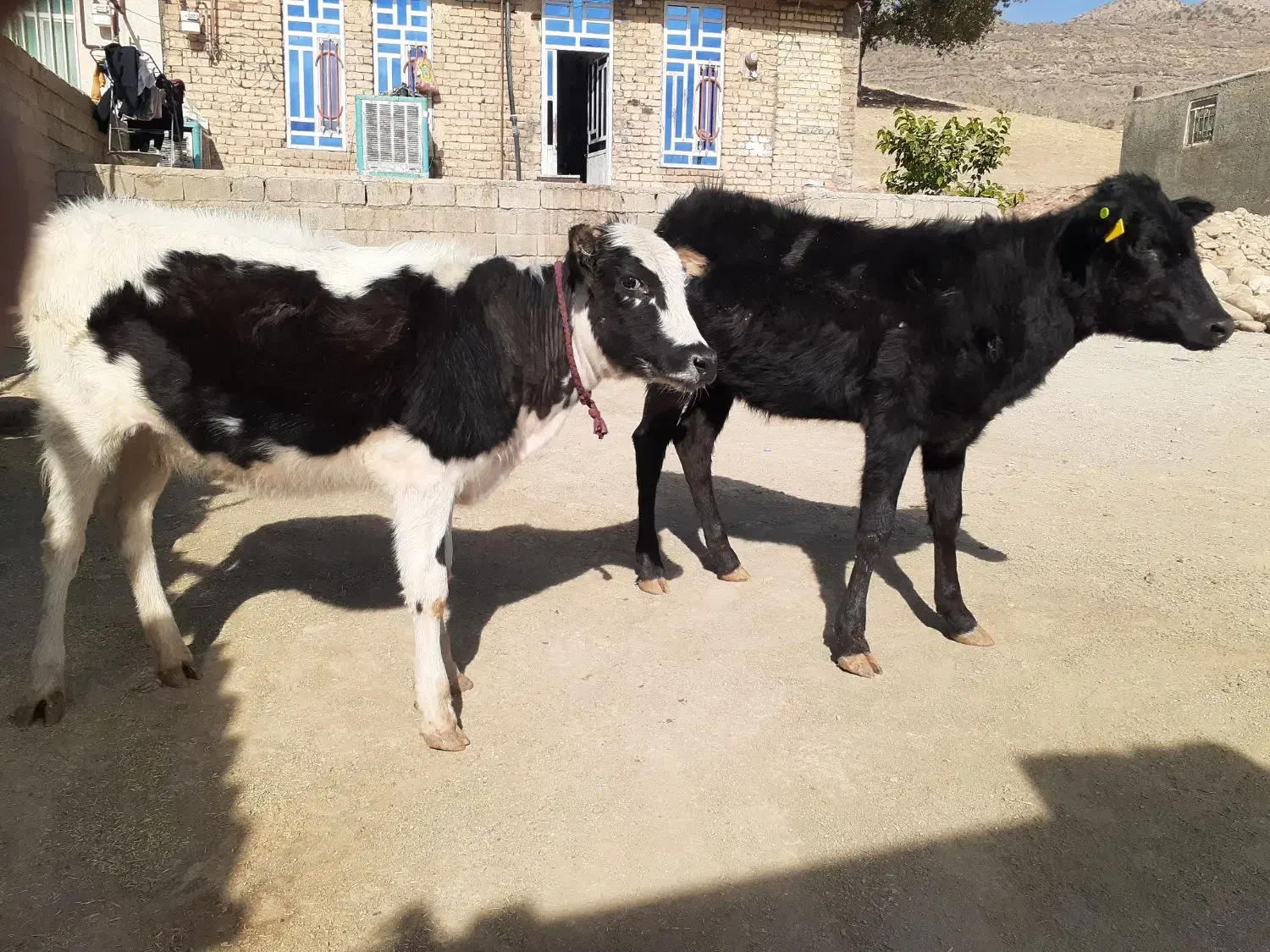 گاو یا گوساله ماده بومی|حیوانات مزرعه|شاهیوند, |دیوار