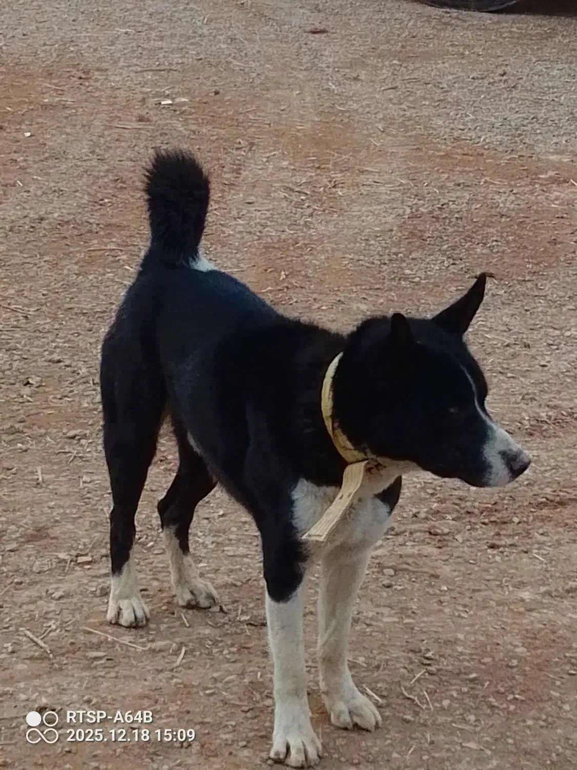 سگ جانوری|سگ|شاهین‌شهر, خبرنگار|دیوار