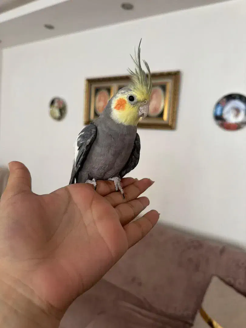 ۳عدد عروس هلندی سخنگو|پرنده|هشتگرد, هشتگرد قدیم|دیوار