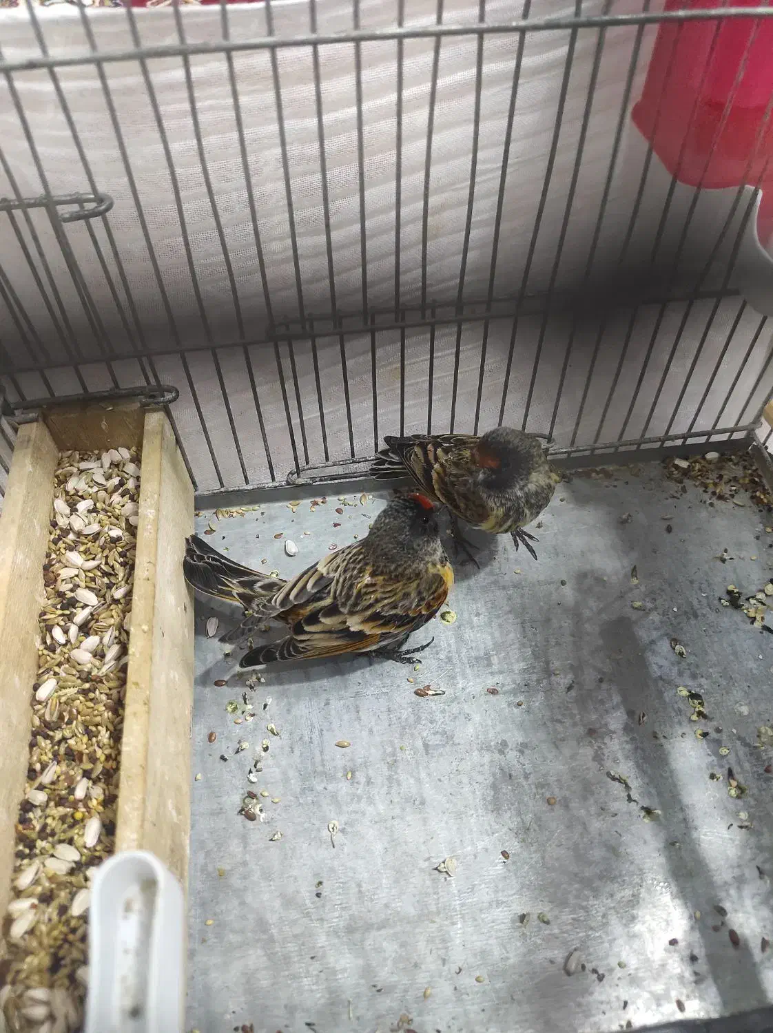 دوتا گلبسر گلدار|پرنده|بهار, |دیوار