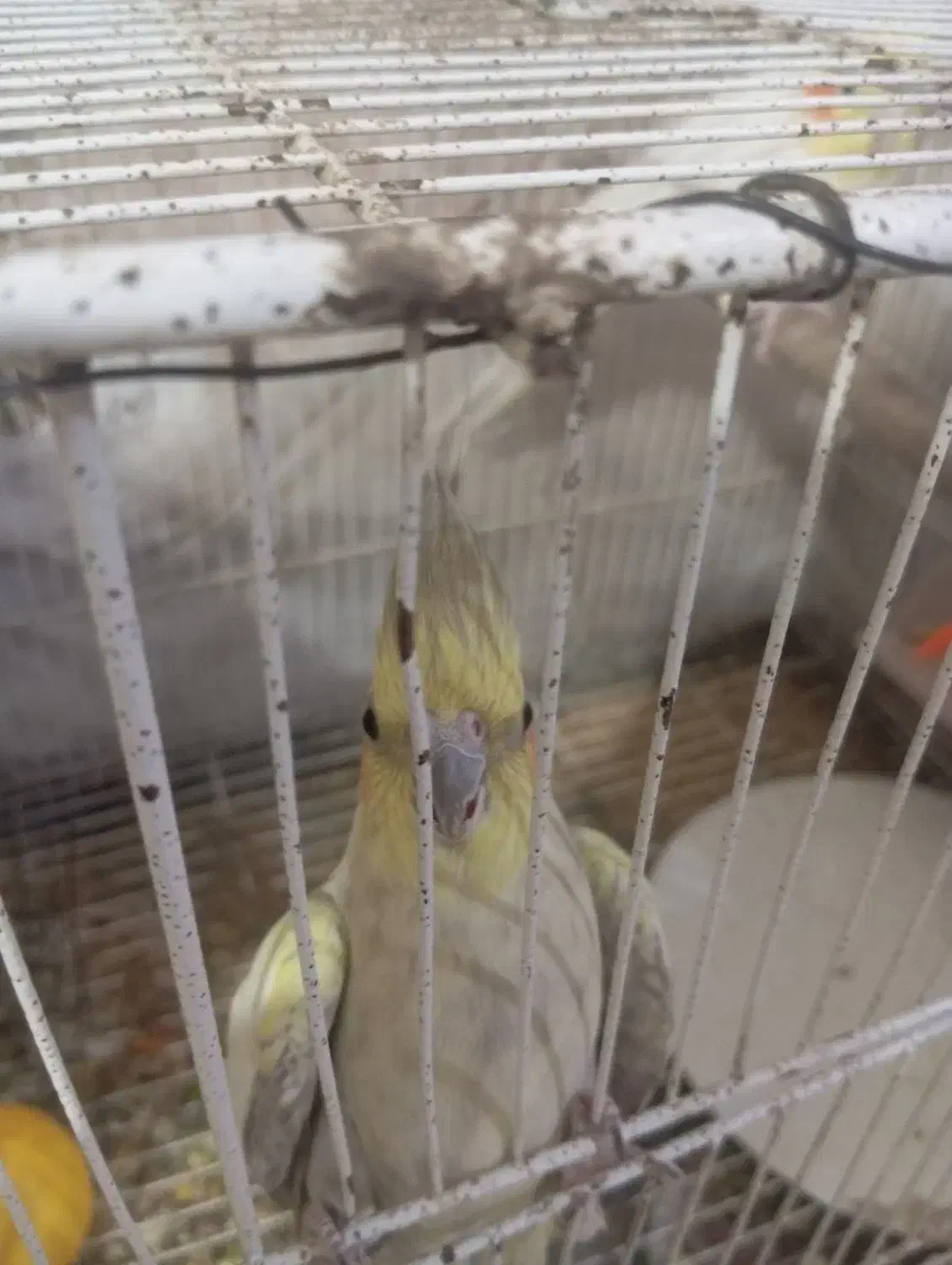 فروش جفت عروس هلندی|پرنده|بومهن, |دیوار