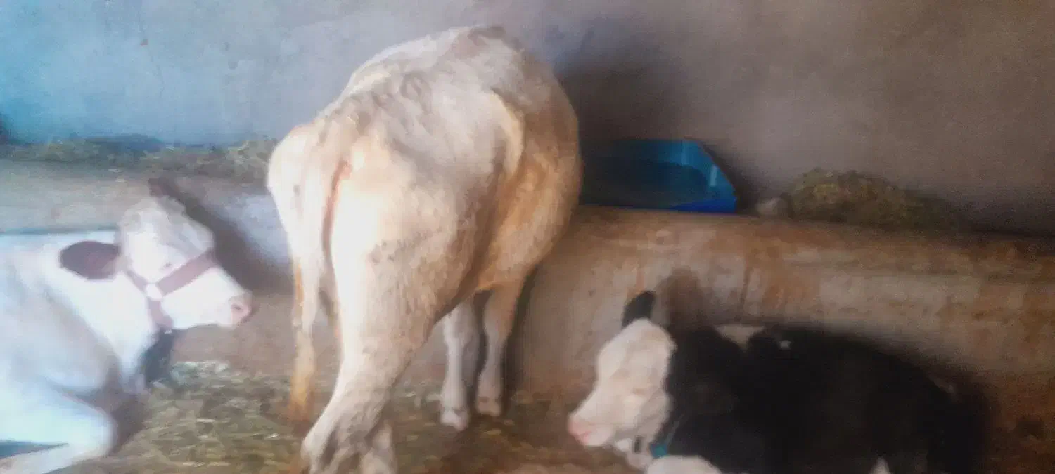 ماده هلشتاین اصل صنعتی|حیوانات مزرعه|بستان آباد, |دیوار