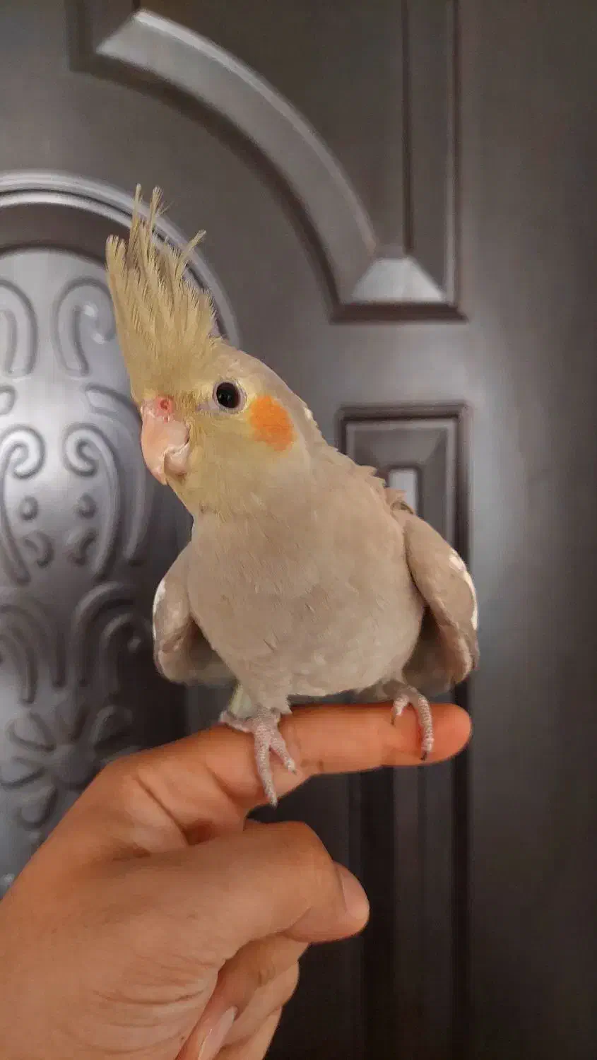 عروس هلندی فروشی|پرنده|شیروان (خراسان), |دیوار